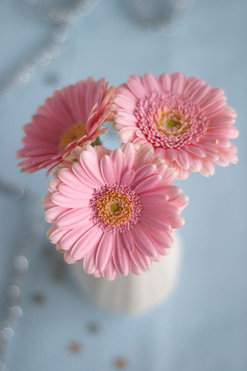 صور خلفيات ورد طبيعي - صور ورد وزهور Rose Flower images
